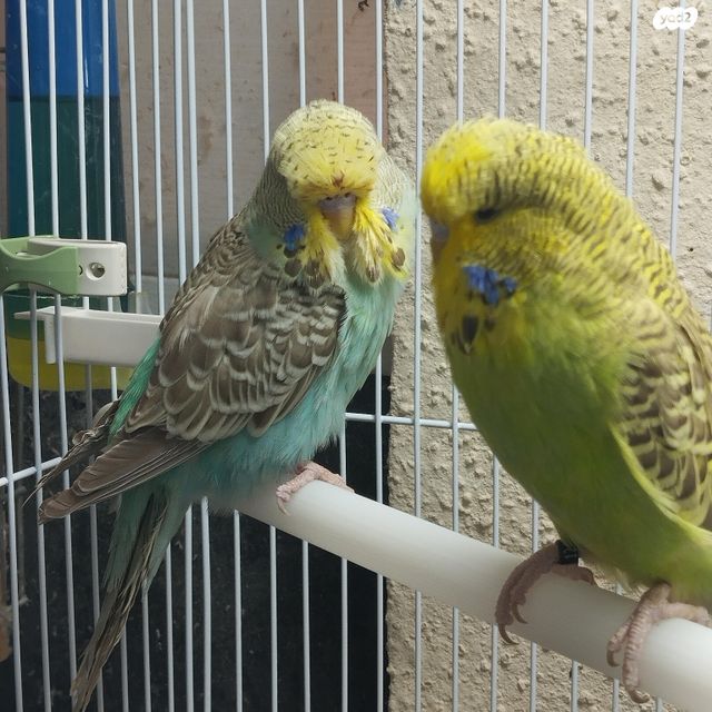 תמונת מודעה - חיות מחמד