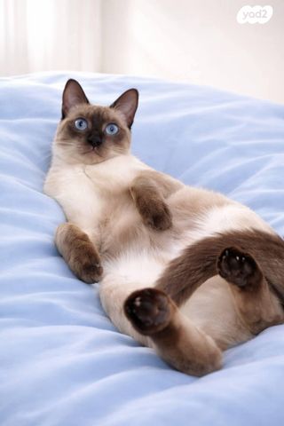 תמונת מודעה - חיות מחמד