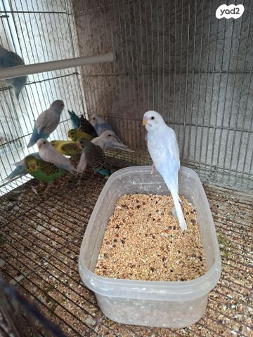 תמונת מודעה - חיות מחמד