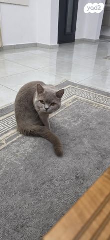 תמונת מודעה - חיות מחמד