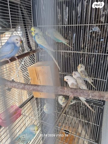 תמונת מודעה - חיות מחמד