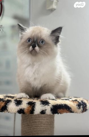 תמונת מודעה - חיות מחמד