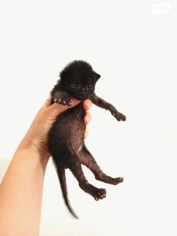 תמונת מודעה - חיות מחמד