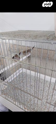 תמונת מודעה - חיות מחמד