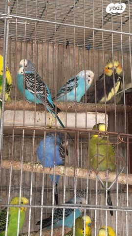 תמונת מודעה - חיות מחמד