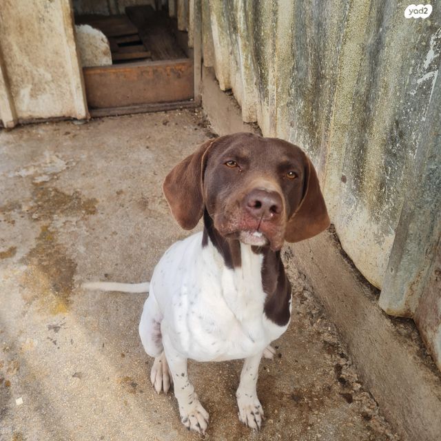 תמונת מודעה - חיות מחמד
