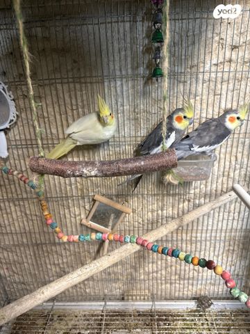 תמונת מודעה - חיות מחמד