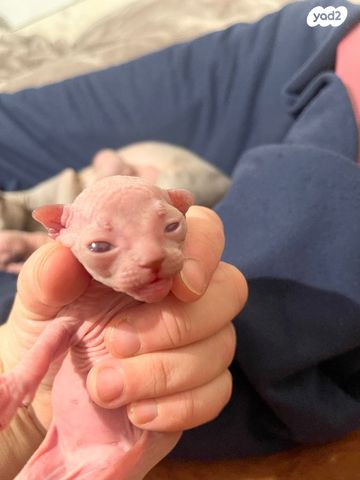 תמונת מודעה - חיות מחמד