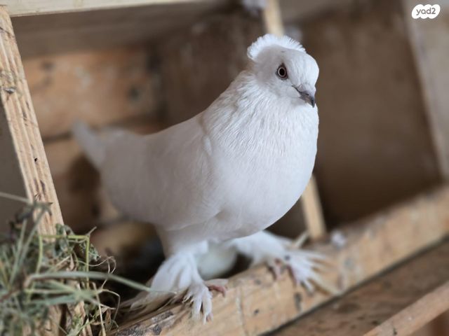 תמונת מודעה - חיות מחמד