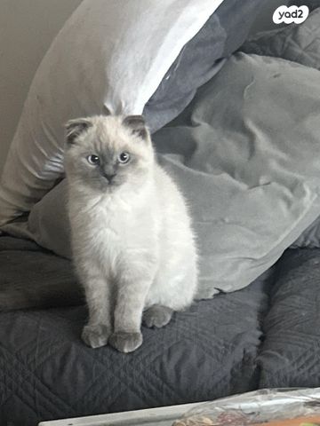 תמונת מודעה - חיות מחמד