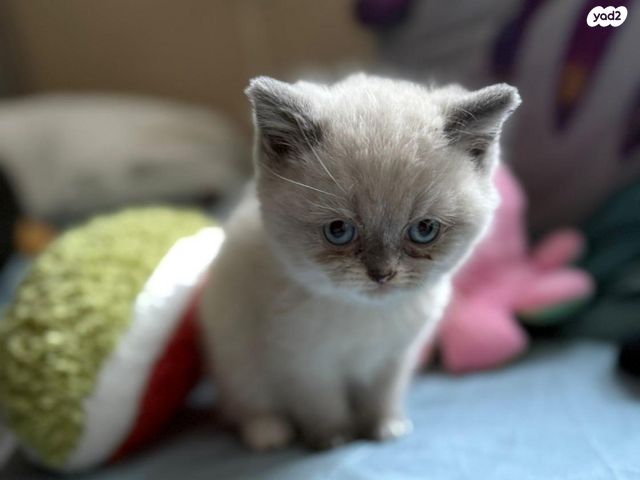 תמונת מודעה - חיות מחמד