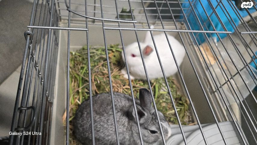 תמונת מודעה - חיות מחמד