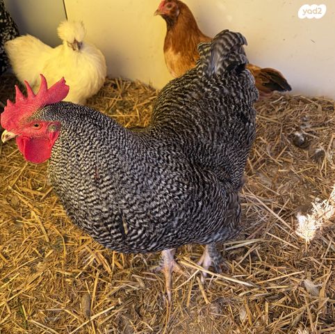 תמונת מודעה - חיות מחמד