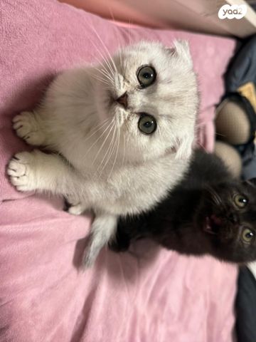 תמונת מודעה - חיות מחמד