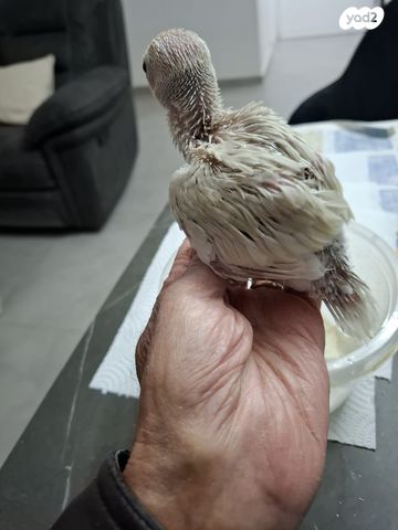 תמונת מודעה - חיות מחמד