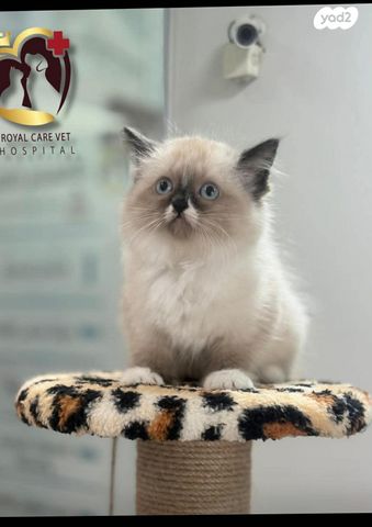 תמונת מודעה - חיות מחמד