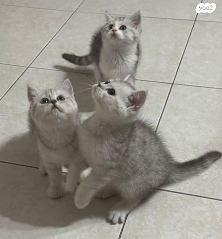 תמונת מודעה - חיות מחמד