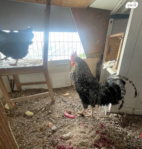 תמונת מודעה - חיות מחמד