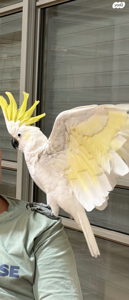 תמונת מודעה - חיות מחמד