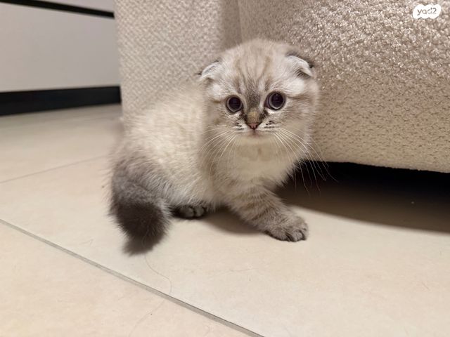 תמונת מודעה - חיות מחמד