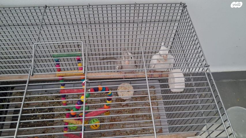 תמונת מודעה - חיות מחמד