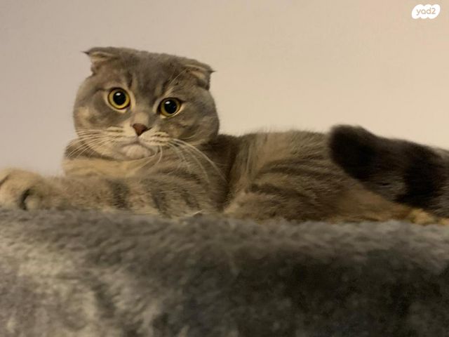 תמונת מודעה - חיות מחמד