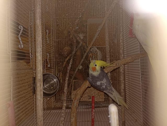 תמונת מודעה - חיות מחמד