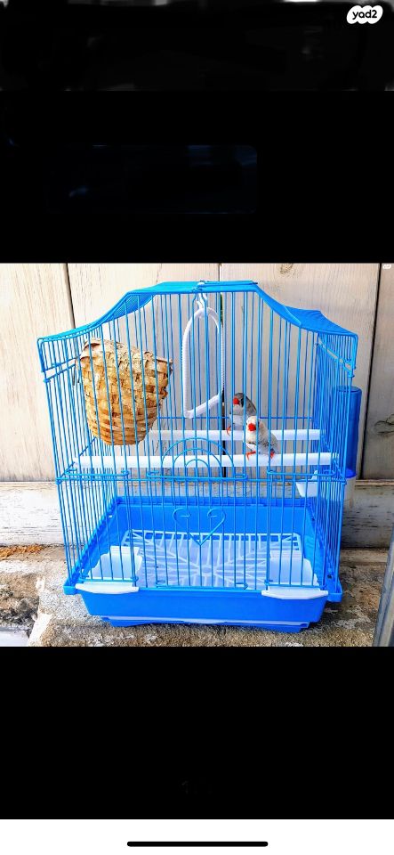 תמונת מודעה - חיות מחמד