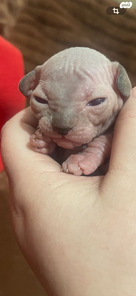 תמונת מודעה - חיות מחמד