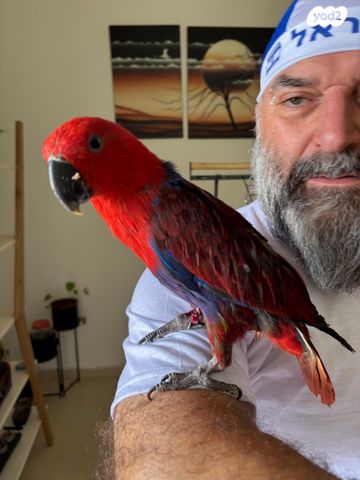 תמונת מודעה - חיות מחמד