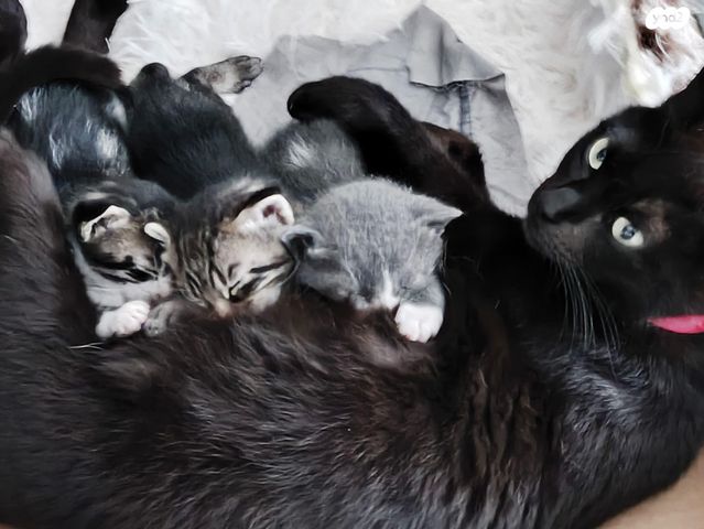 תמונת מודעה - חיות מחמד