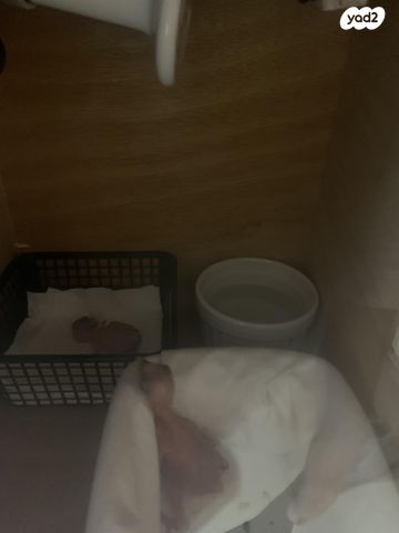 תמונת מודעה - חיות מחמד