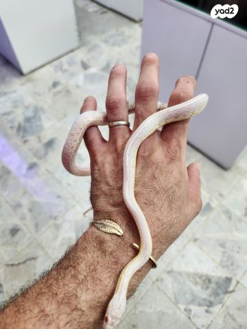 תמונת מודעה - חיות מחמד