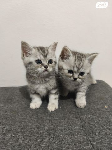 תמונת מודעה - חיות מחמד