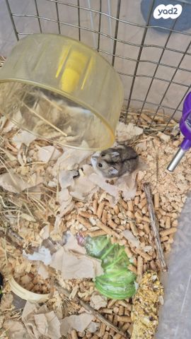 תמונת מודעה - חיות מחמד