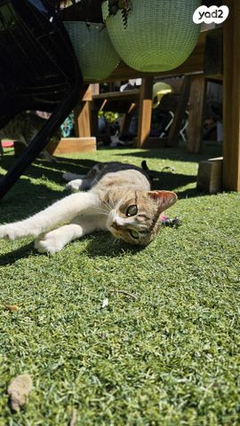 תמונת מודעה - חיות מחמד