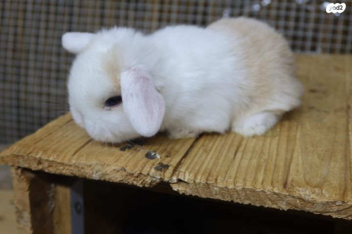 תמונת מודעה - חיות מחמד