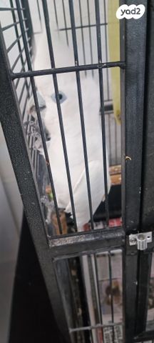 תמונת מודעה - חיות מחמד