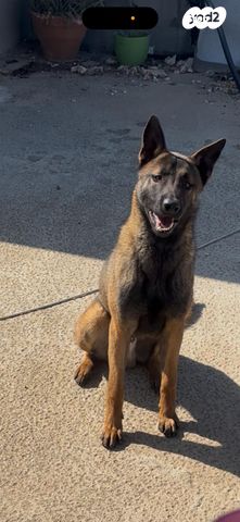 תמונת מודעה - חיות מחמד