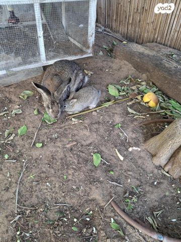 תמונת מודעה - חיות מחמד