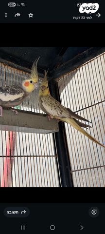 תמונת מודעה - חיות מחמד