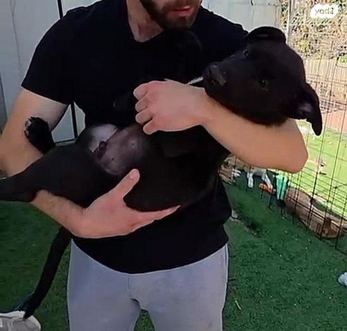 תמונת מודעה - חיות מחמד