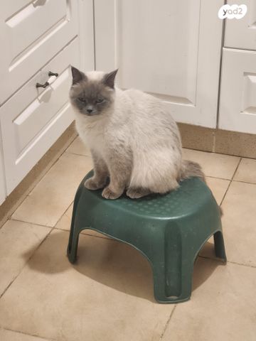 תמונת מודעה - חיות מחמד