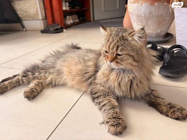 תמונת מודעה - חיות מחמד