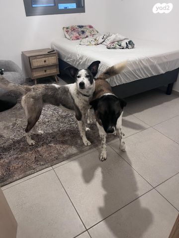 תמונת מודעה - חיות מחמד