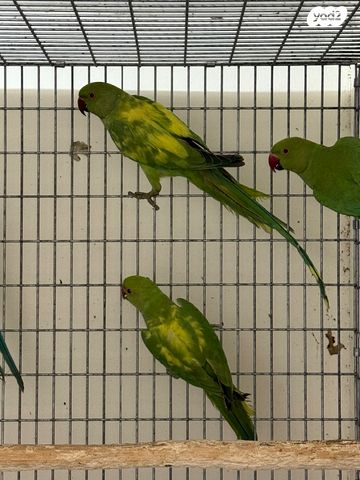 תמונת מודעה - חיות מחמד