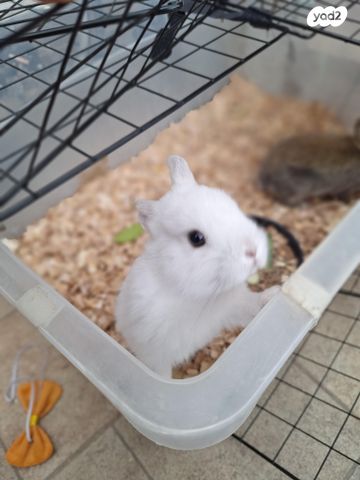 תמונת מודעה - חיות מחמד