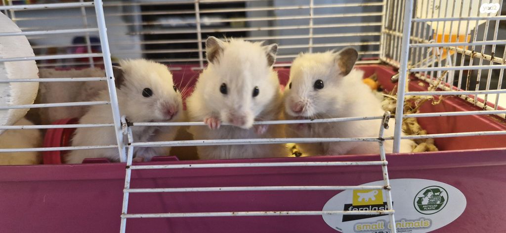 תמונת מודעה - חיות מחמד