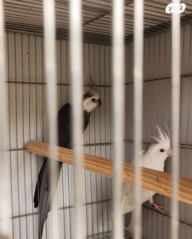 תמונת מודעה - חיות מחמד