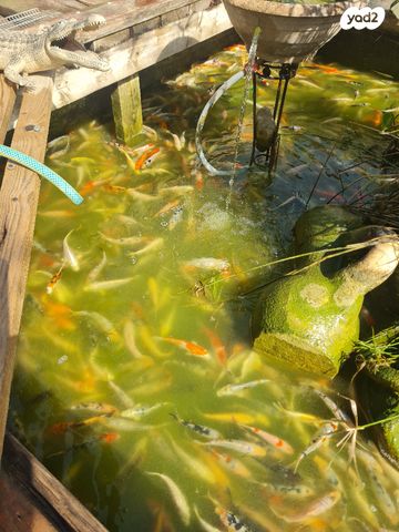 תמונת מודעה - חיות מחמד